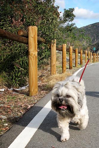 A dog image from https://images.dog.ceo/breeds/lhasa/n02098413_611.jpg