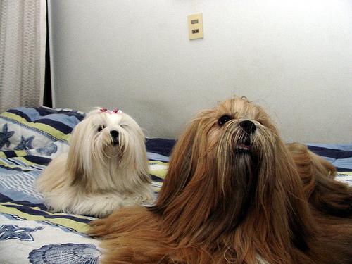 A dog image from https://images.dog.ceo/breeds/lhasa/n02098413_6535.jpg