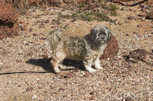 A dog image from https://images.dog.ceo/breeds/lhasa/n02098413_6737.jpg