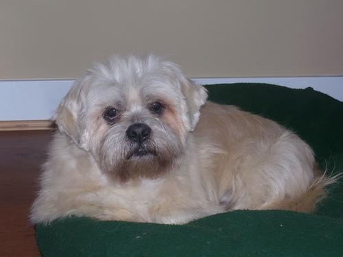 A dog image from https://images.dog.ceo/breeds/lhasa/n02098413_6837.jpg