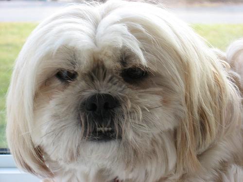 A dog image from https://images.dog.ceo/breeds/lhasa/n02098413_7286.jpg