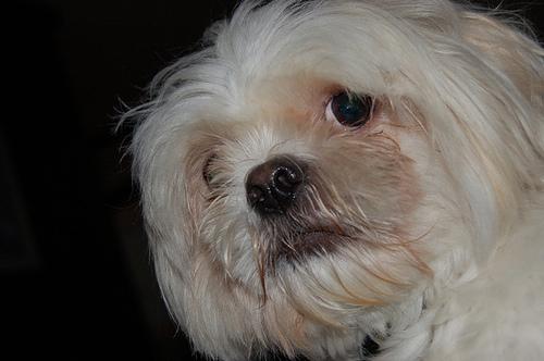 A dog image from https://images.dog.ceo/breeds/lhasa/n02098413_751.jpg