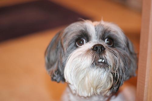 A dog image from https://images.dog.ceo/breeds/lhasa/n02098413_8214.jpg