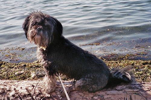 A dog image from https://images.dog.ceo/breeds/lhasa/n02098413_8273.jpg