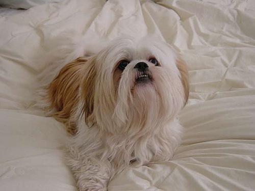 A dog image from https://images.dog.ceo/breeds/lhasa/n02098413_8297.jpg