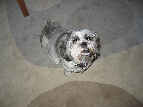 A dog image from https://images.dog.ceo/breeds/lhasa/n02098413_8397.jpg