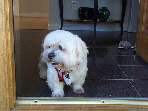 A dog image from https://images.dog.ceo/breeds/lhasa/n02098413_8685.jpg