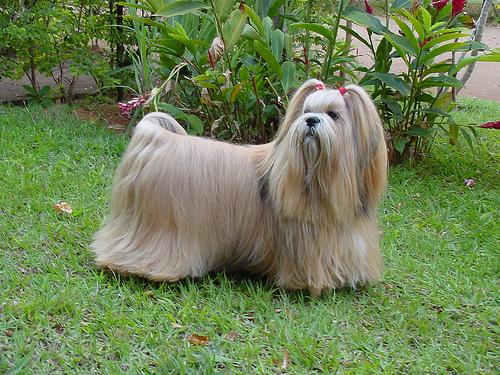 A dog image from https://images.dog.ceo/breeds/lhasa/n02098413_9259.jpg