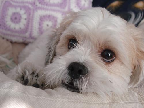 A dog image from https://images.dog.ceo/breeds/lhasa/n02098413_932.jpg