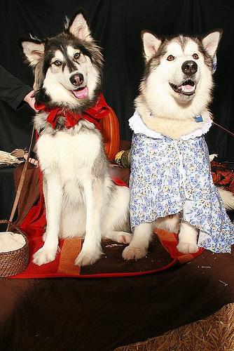 A dog image from https://images.dog.ceo/breeds/malamute/n02110063_11052.jpg