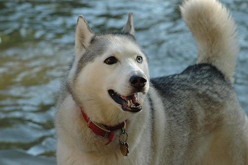 malamute