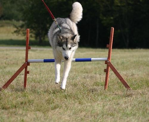 malamute