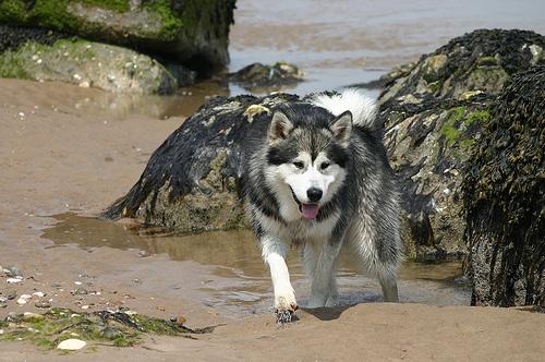 A dog image from https://images.dog.ceo/breeds/malamute/n02110063_13413.jpg