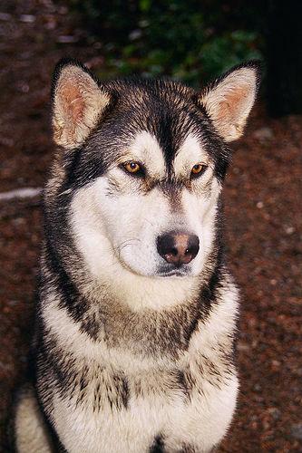 A dog image from https://images.dog.ceo/breeds/malamute/n02110063_14381.jpg