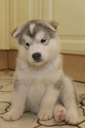 A dog image from https://images.dog.ceo/breeds/malamute/n02110063_14491.jpg