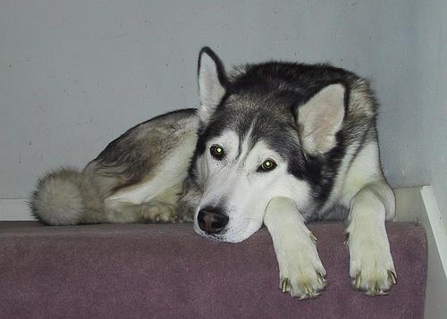 A dog image from https://images.dog.ceo/breeds/malamute/n02110063_14591.jpg