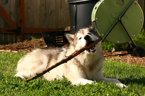 A dog image from https://images.dog.ceo/breeds/malamute/n02110063_14782.jpg