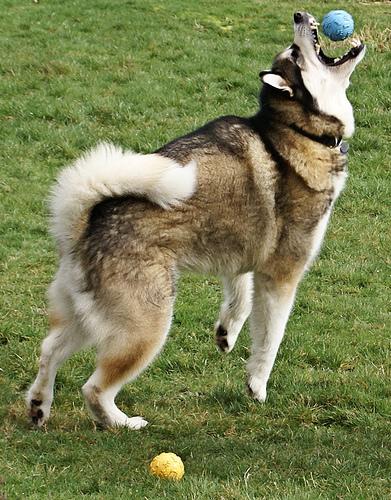 A dog image from https://images.dog.ceo/breeds/malamute/n02110063_15481.jpg