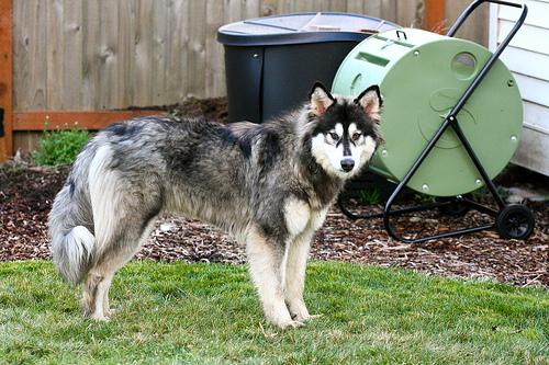 A dog image from https://images.dog.ceo/breeds/malamute/n02110063_16752.jpg