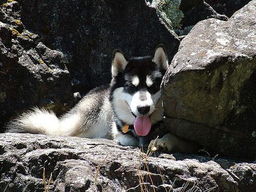 A dog image from https://images.dog.ceo/breeds/malamute/n02110063_17378.jpg