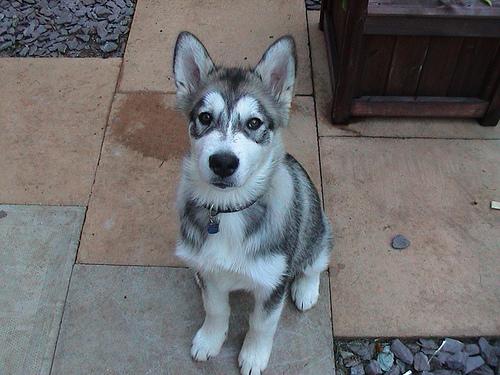 A dog image from https://images.dog.ceo/breeds/malamute/n02110063_2390.jpg