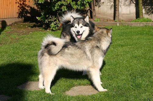 A dog image from https://images.dog.ceo/breeds/malamute/n02110063_3670.jpg