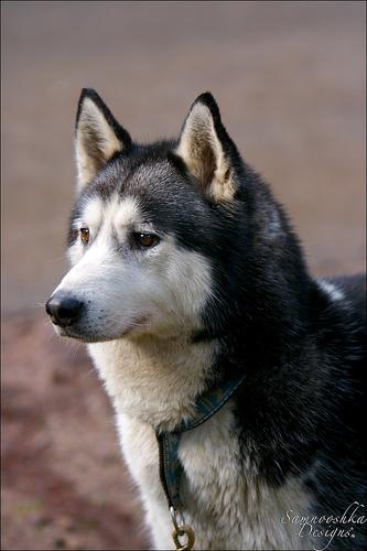 A dog image from https://images.dog.ceo/breeds/malamute/n02110063_3853.jpg