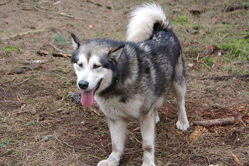 A dog image from https://images.dog.ceo/breeds/malamute/n02110063_5727.jpg