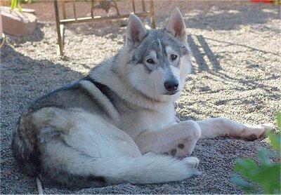 malamute