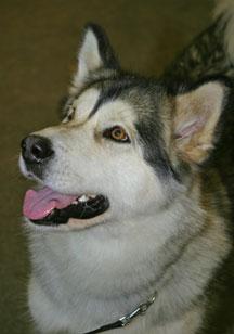 A dog image from https://images.dog.ceo/breeds/malamute/n02110063_609.jpg