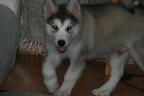 A dog image from https://images.dog.ceo/breeds/malamute/n02110063_642.jpg