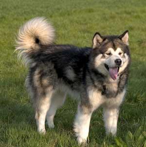 A dog image from https://images.dog.ceo/breeds/malamute/n02110063_650.jpg