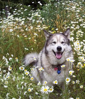 A dog image from https://images.dog.ceo/breeds/malamute/n02110063_6518.jpg