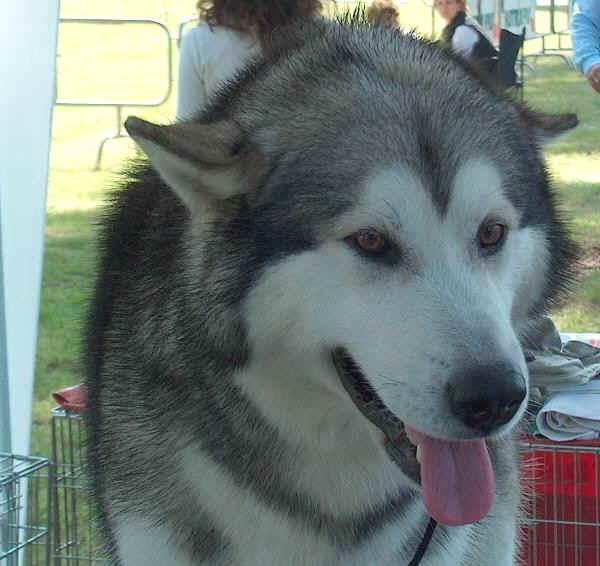 A dog image from https://images.dog.ceo/breeds/malamute/n02110063_7198.jpg