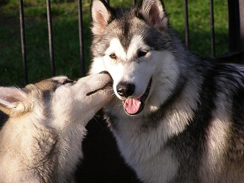 A dog image from https://images.dog.ceo/breeds/malamute/n02110063_7630.jpg