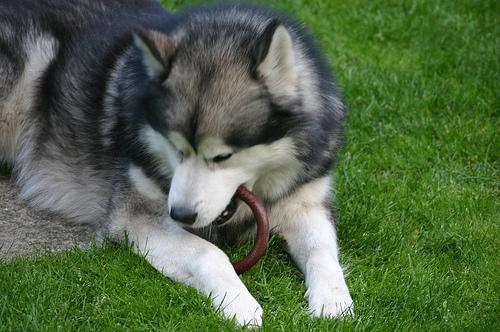 A dog image from https://images.dog.ceo/breeds/malamute/n02110063_7911.jpg