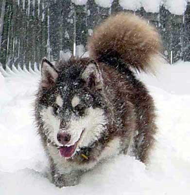 A dog image from https://images.dog.ceo/breeds/malamute/n02110063_8019.jpg