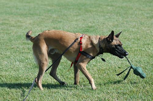 A dog image from https://images.dog.ceo/breeds/malinois/n02105162_10076.jpg