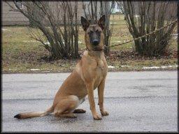 A dog image from https://images.dog.ceo/breeds/malinois/n02105162_175.jpg