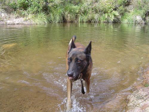 A dog image from https://images.dog.ceo/breeds/malinois/n02105162_2873.jpg