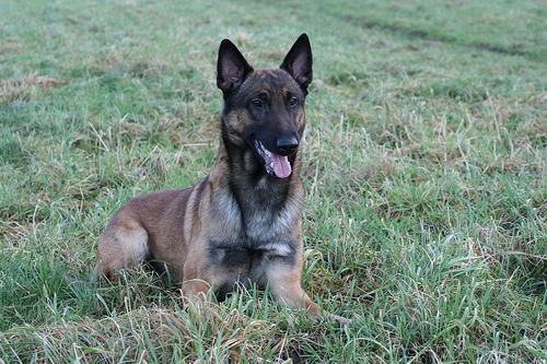 A dog image from https://images.dog.ceo/breeds/malinois/n02105162_4120.jpg