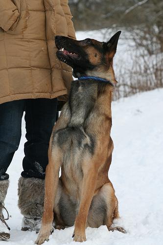 A dog image from https://images.dog.ceo/breeds/malinois/n02105162_4200.jpg