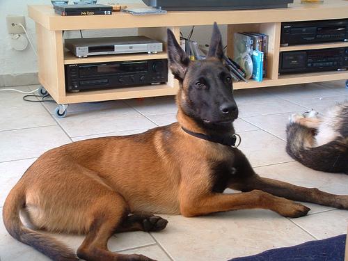 A dog image from https://images.dog.ceo/breeds/malinois/n02105162_5307.jpg