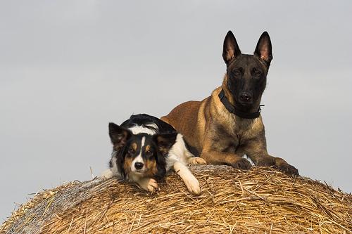 A dog image from https://images.dog.ceo/breeds/malinois/n02105162_5417.jpg