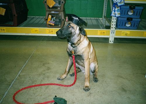 A dog image from https://images.dog.ceo/breeds/malinois/n02105162_5462.jpg