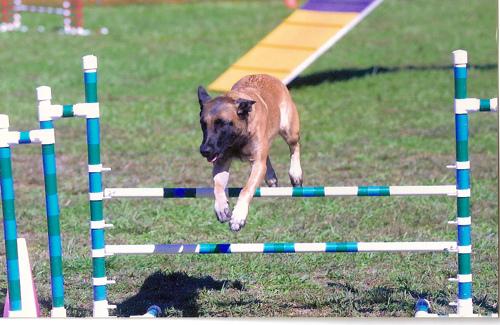 A dog image from https://images.dog.ceo/breeds/malinois/n02105162_5600.jpg