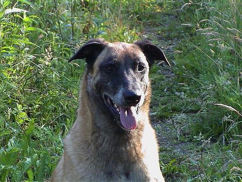 malinois