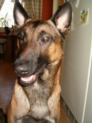 A dog image from https://images.dog.ceo/breeds/malinois/n02105162_5785.jpg