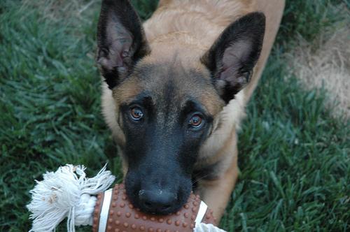 A dog image from https://images.dog.ceo/breeds/malinois/n02105162_5800.jpg