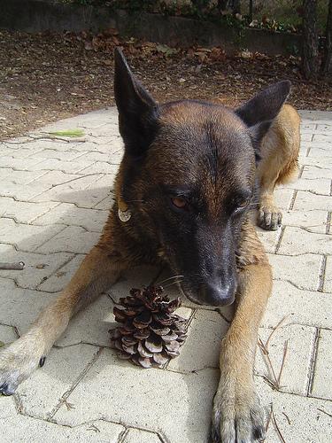 A dog image from https://images.dog.ceo/breeds/malinois/n02105162_5888.jpg